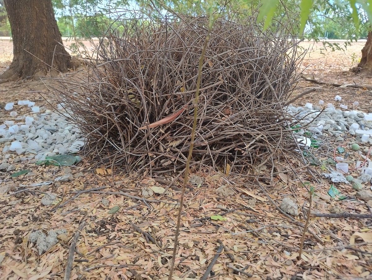 Great Bowerbird - ML643223319
