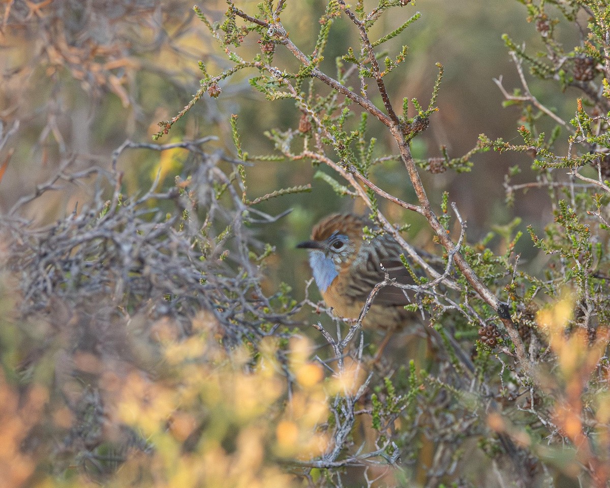 Southern Emuwren - ML643223358