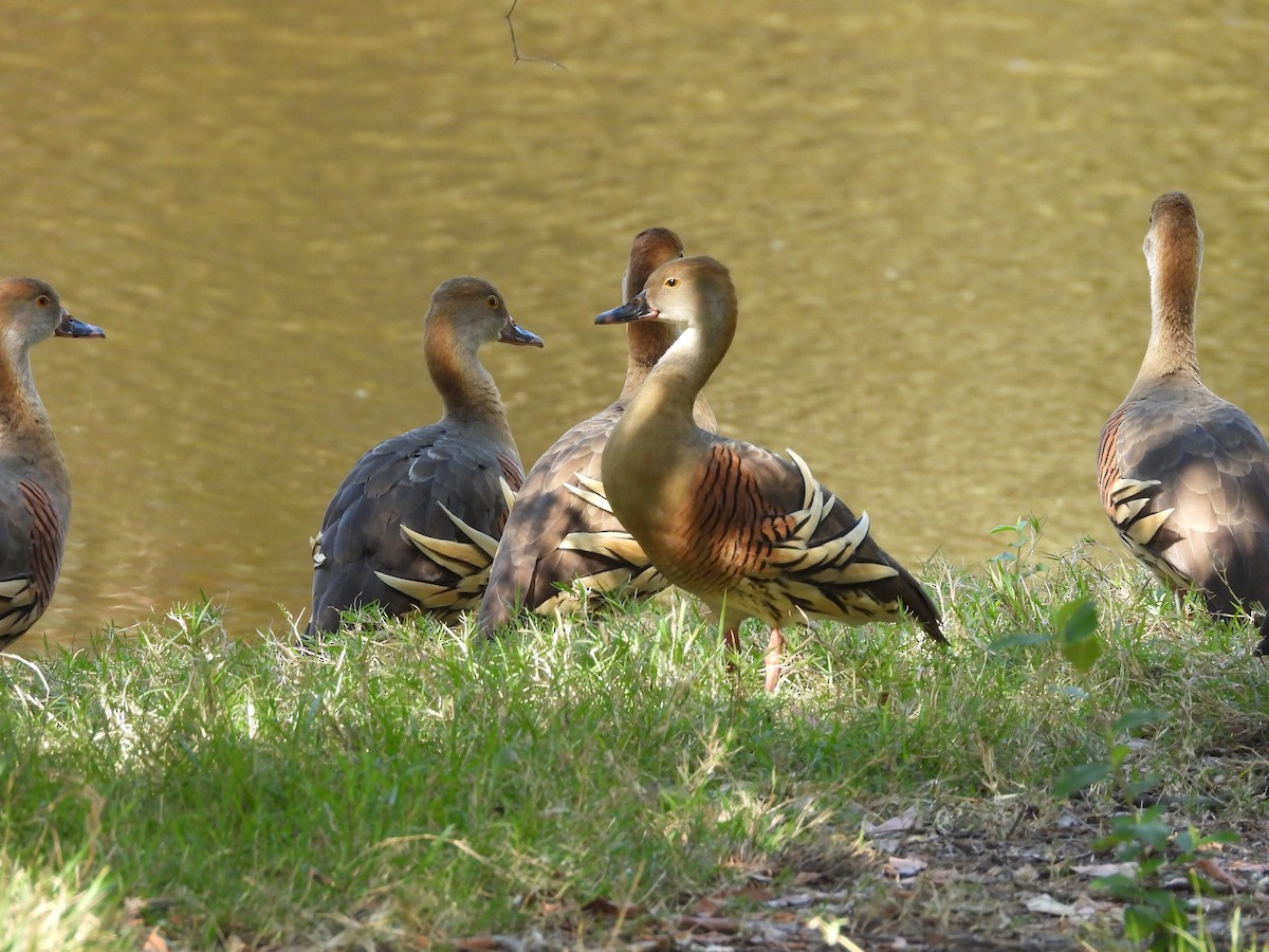 Plumed Whistling-Duck - ML643223359