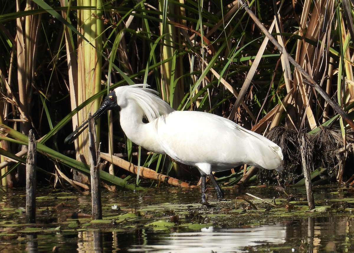 Royal Spoonbill - ML643223365