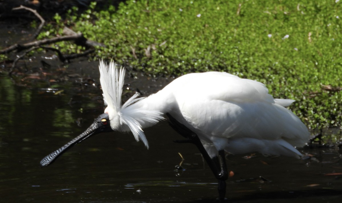 Royal Spoonbill - ML643223366