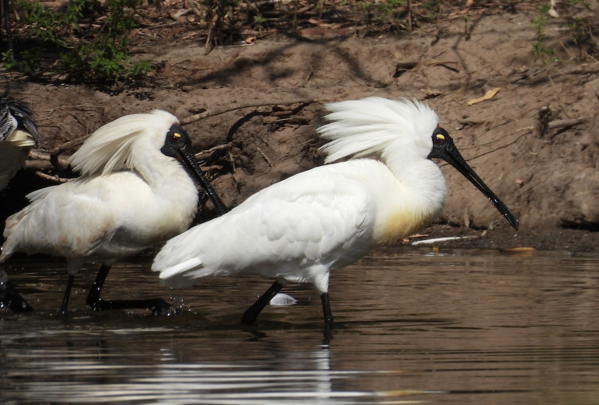 Royal Spoonbill - ML643223367