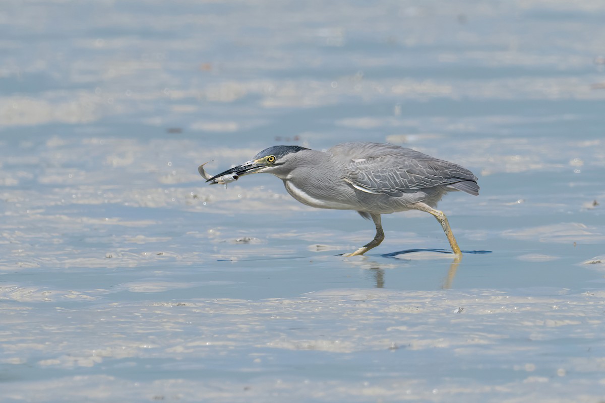 Striated Heron (Old World) - ML643223369