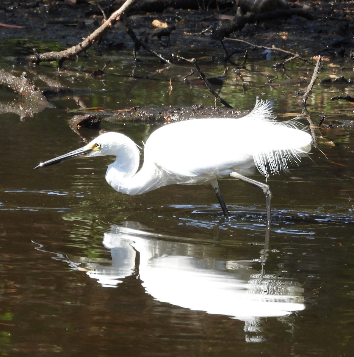 Plumed Egret - ML643223370