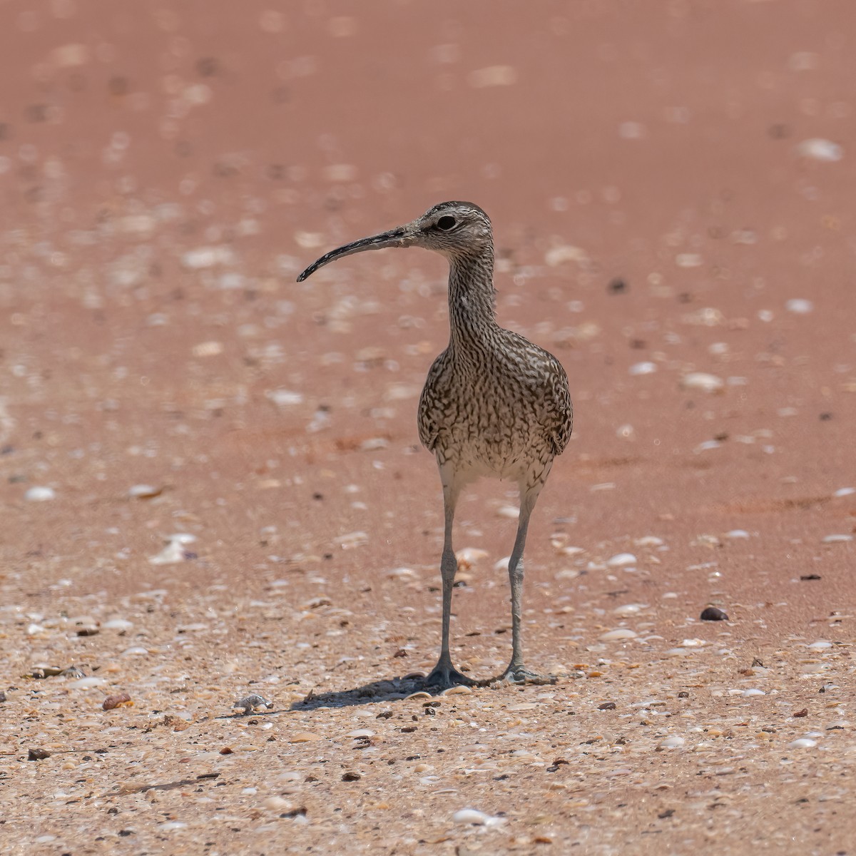 Whimbrel - ML643223374