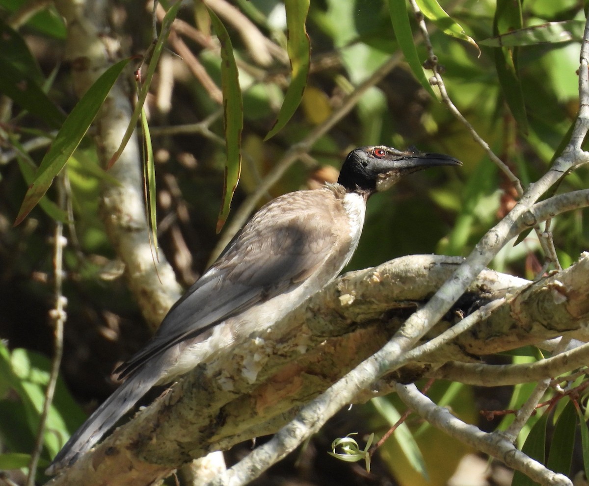 Noisy Friarbird - ML643223380