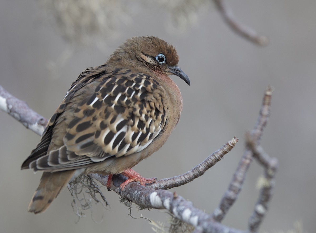 Galapagos Dove - ML643223400