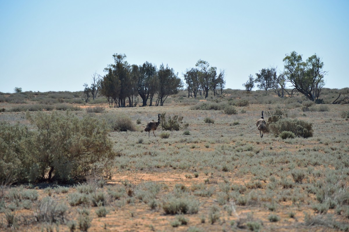 Emu - ML643223421