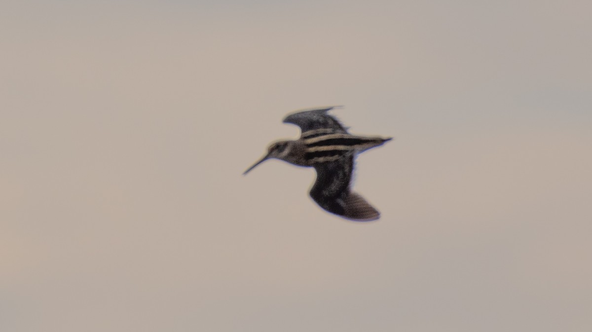 Jack Snipe - ML643223424