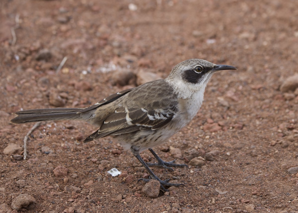 Galapagos Mockingbird - ML643223425