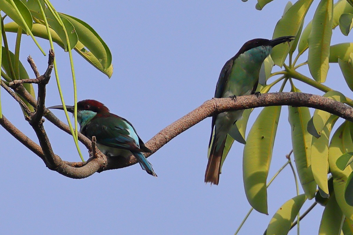 Blue-throated Bee-eater - ML643223430