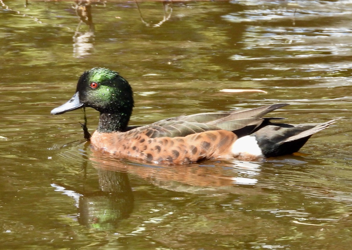 Chestnut Teal - ML643223437