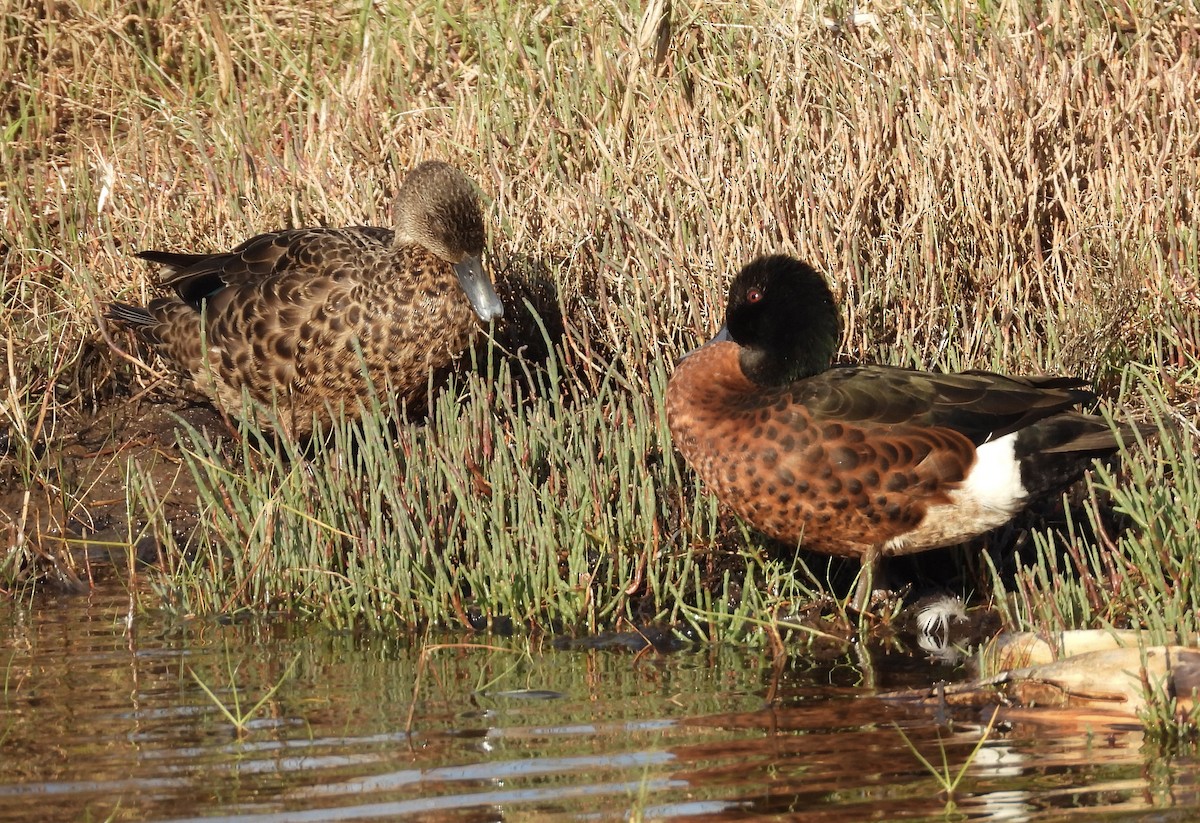 Chestnut Teal - ML643223438