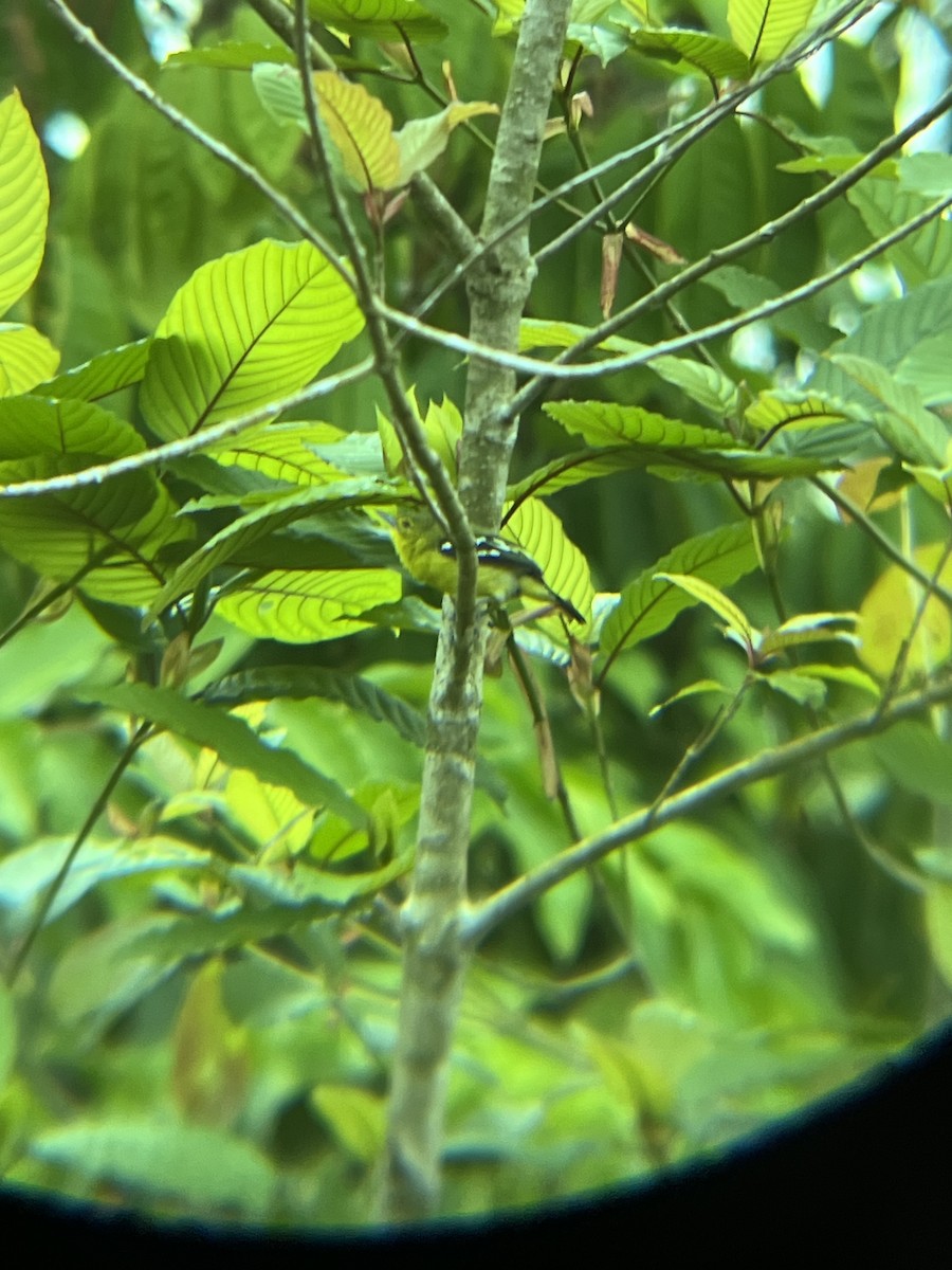 Green Iora - ML643223444