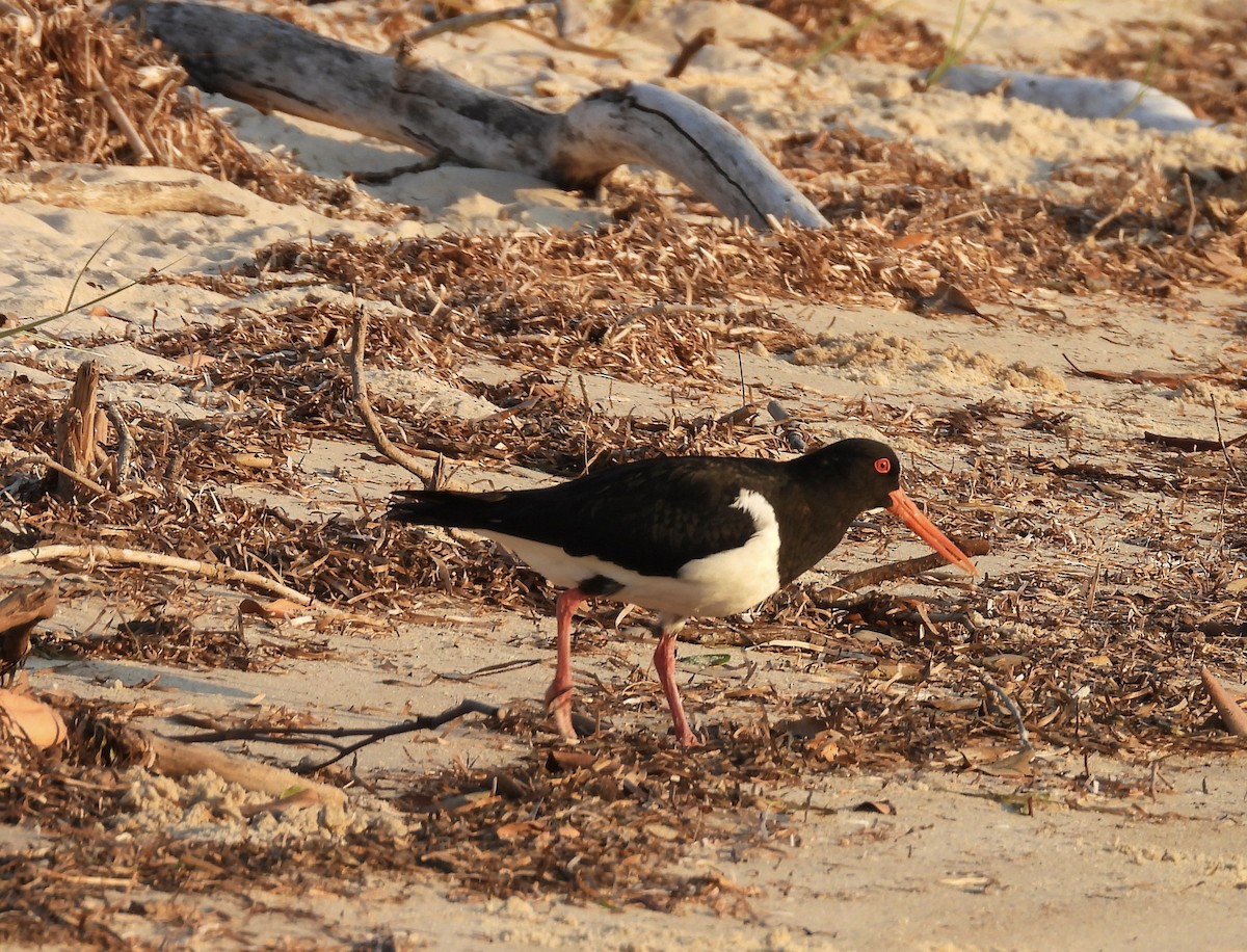 Pied Oystercatcher - ML643223449