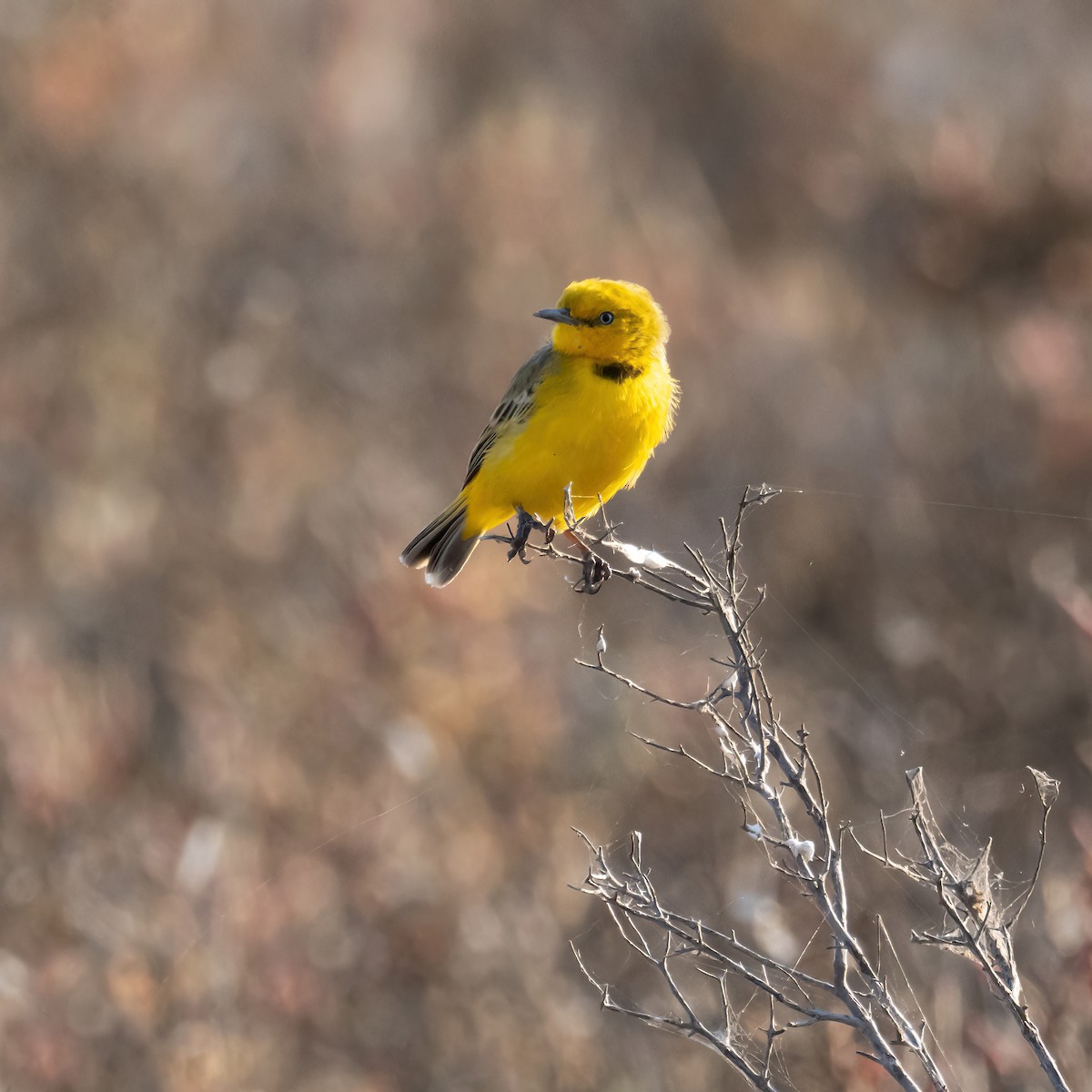 Yellow Chat - ML643223459
