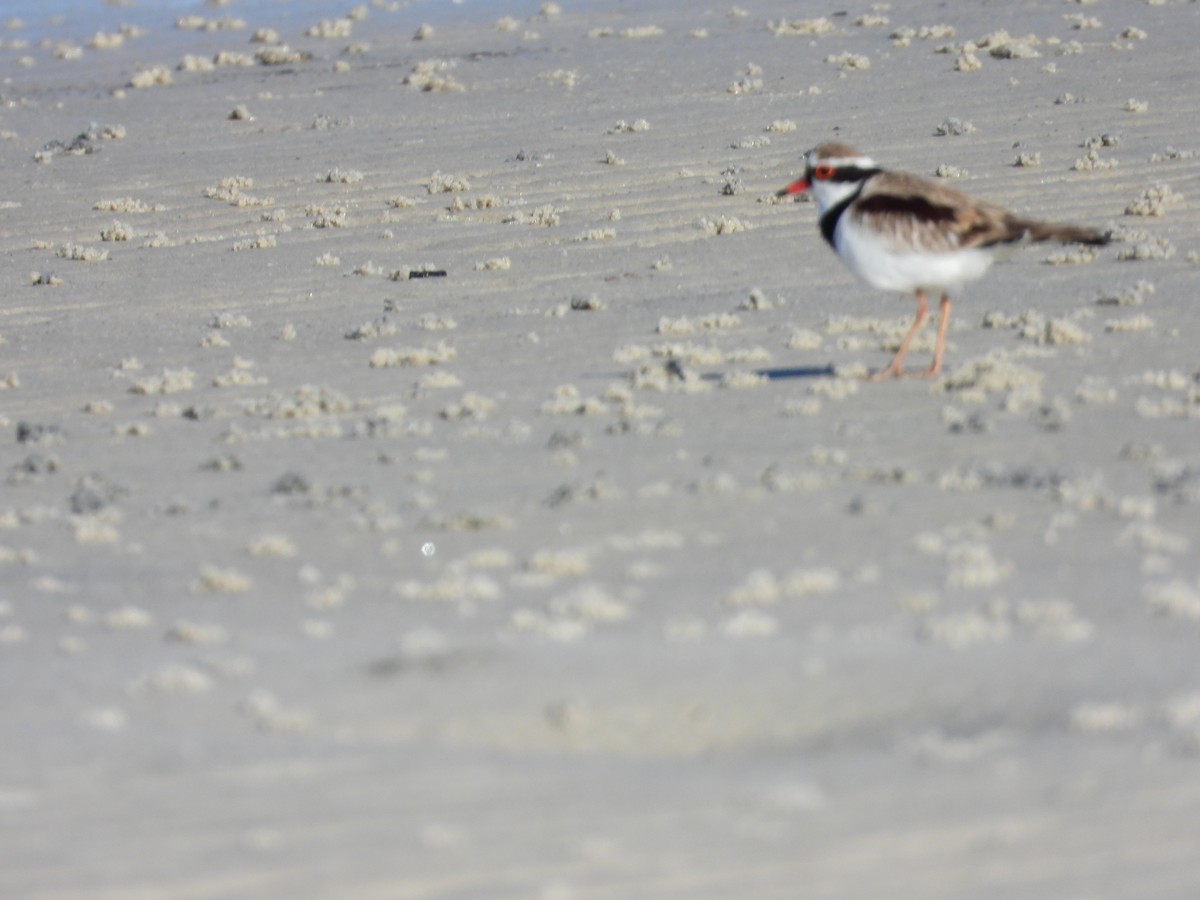 Black-fronted Dotterel - ML643223465