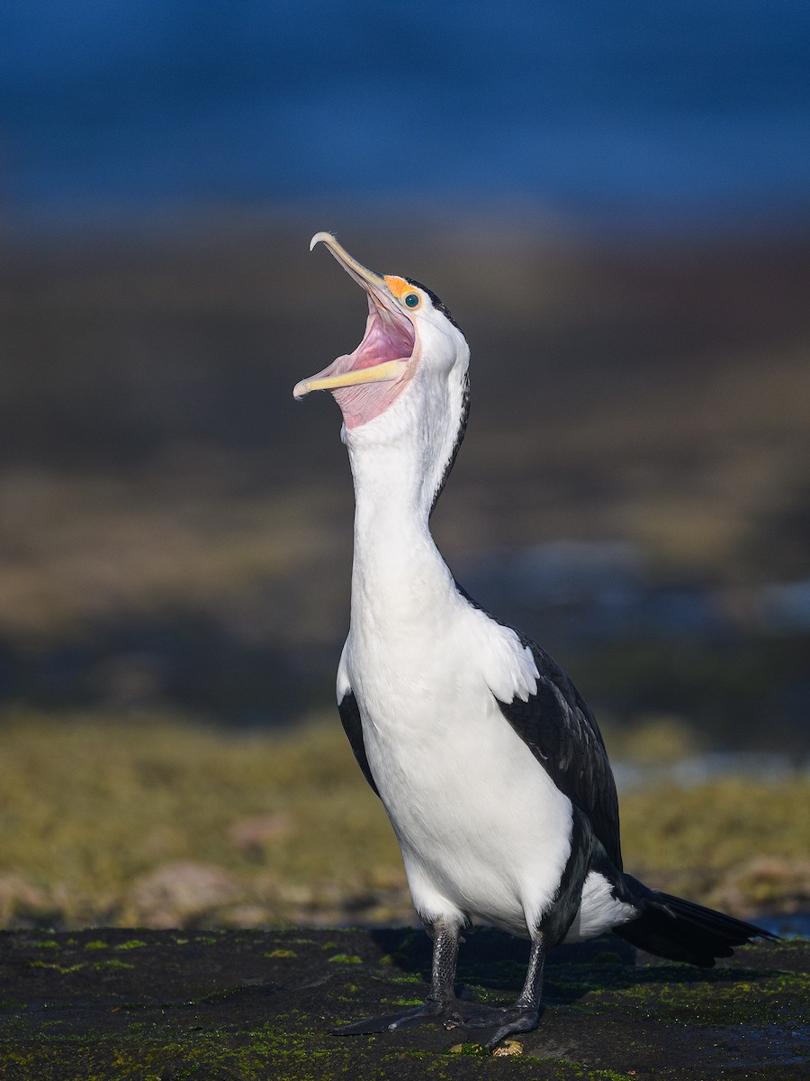 Pied Cormorant - ML643223468