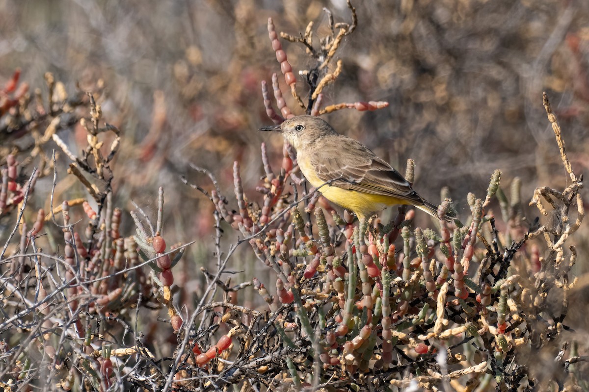 Yellow Chat - ML643223470