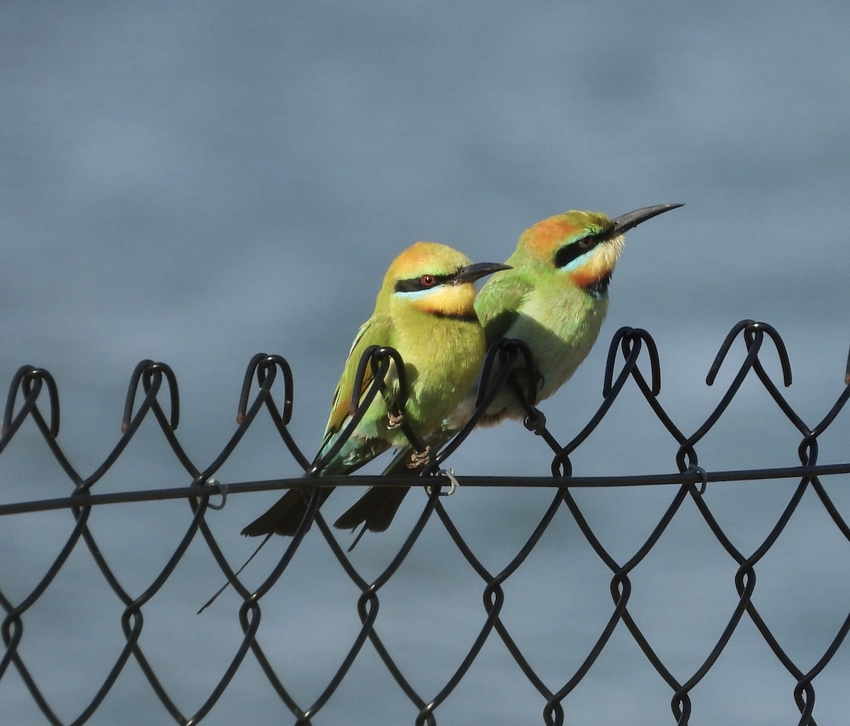 Rainbow Bee-eater - ML643223472