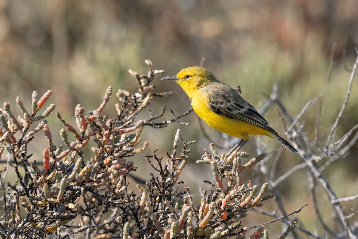 Yellow Chat - ML643223473