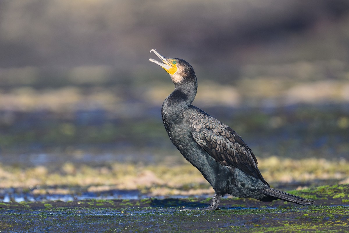 Great Cormorant (Australasian) - ML643223474