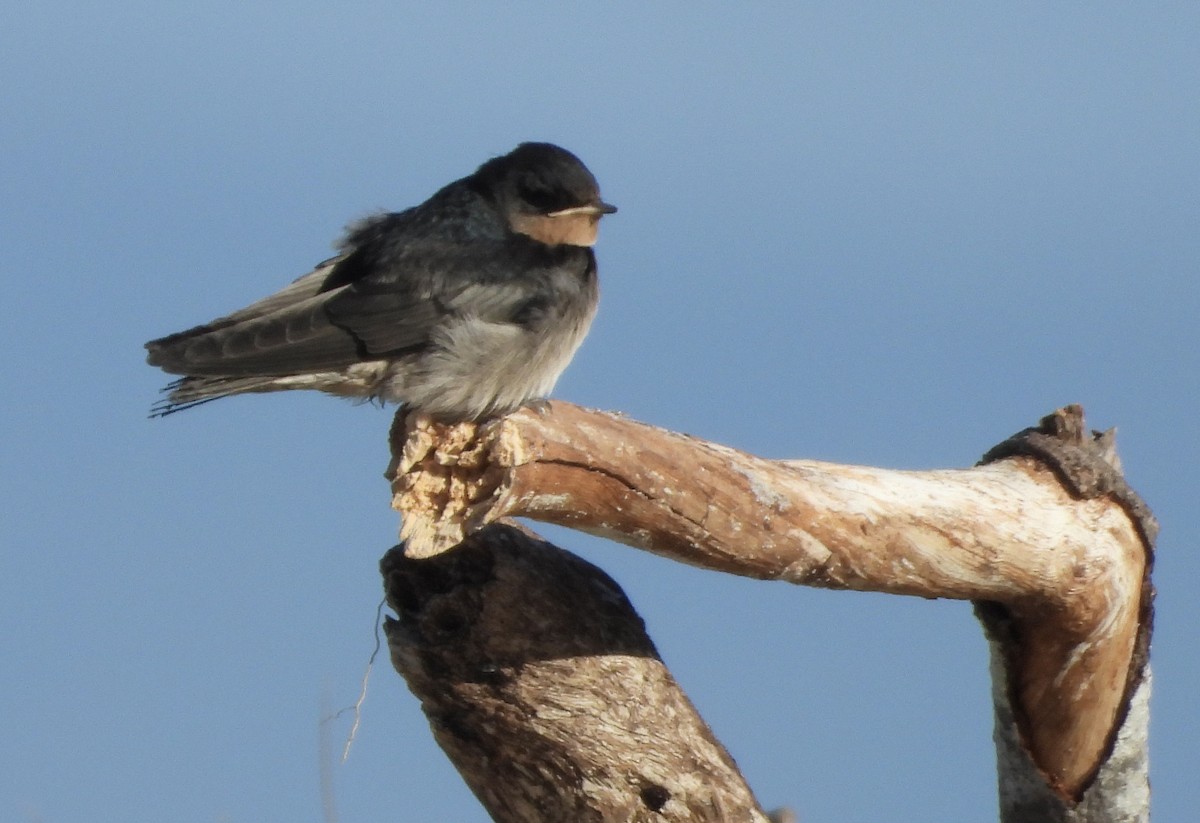 Welcome Swallow - ML643223475