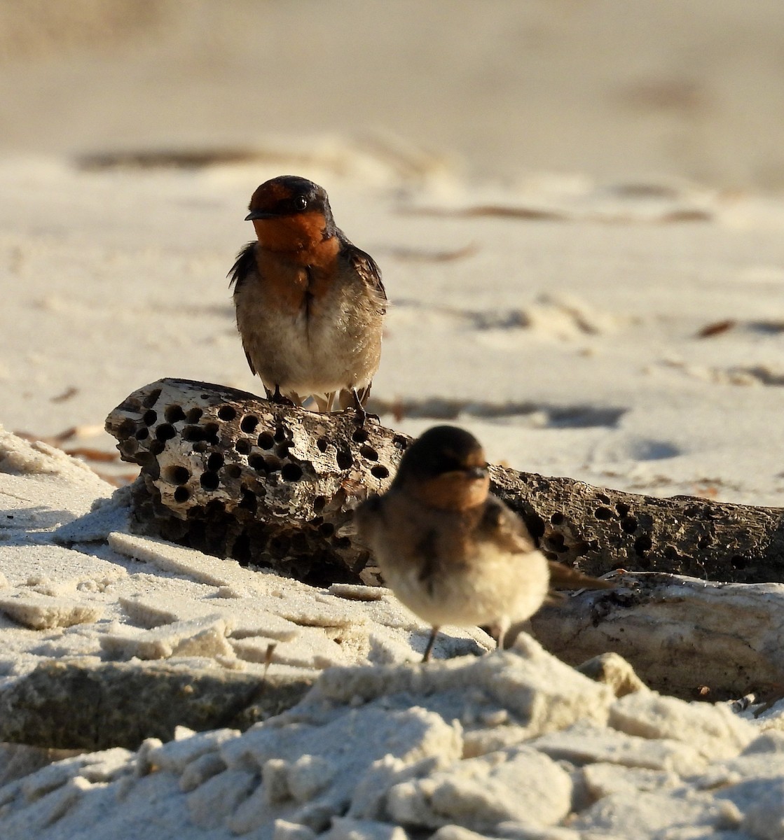 Welcome Swallow - ML643223476