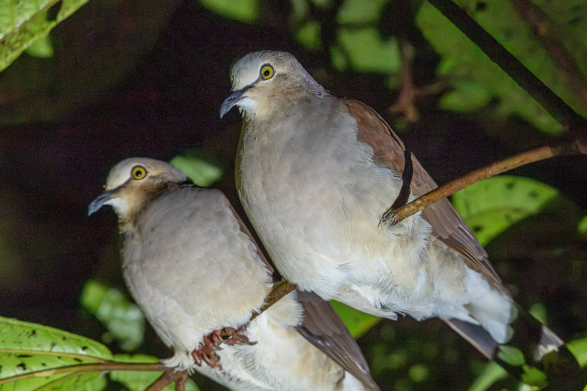 Pallid Dove - ML643223482
