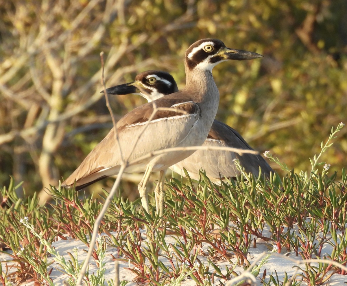 Beach Thick-knee - ML643223485