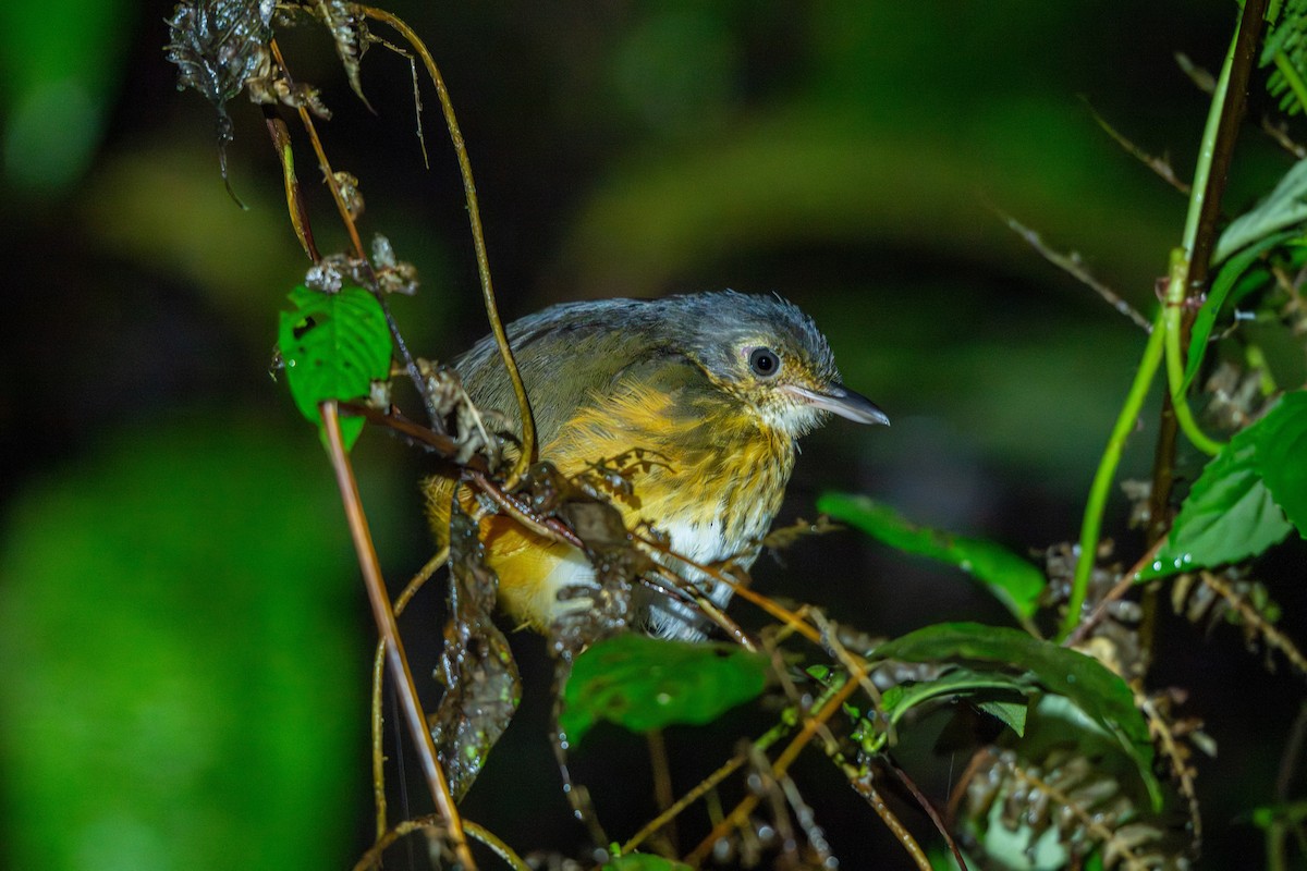 Thicket Antpitta - ML643223486