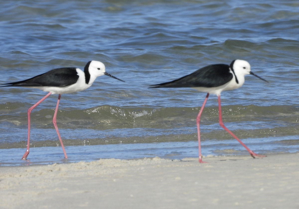 Pied Stilt - ML643223488