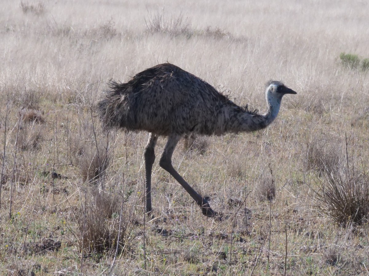 Emu - ML643223489