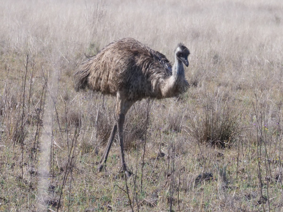 Emu - ML643223490