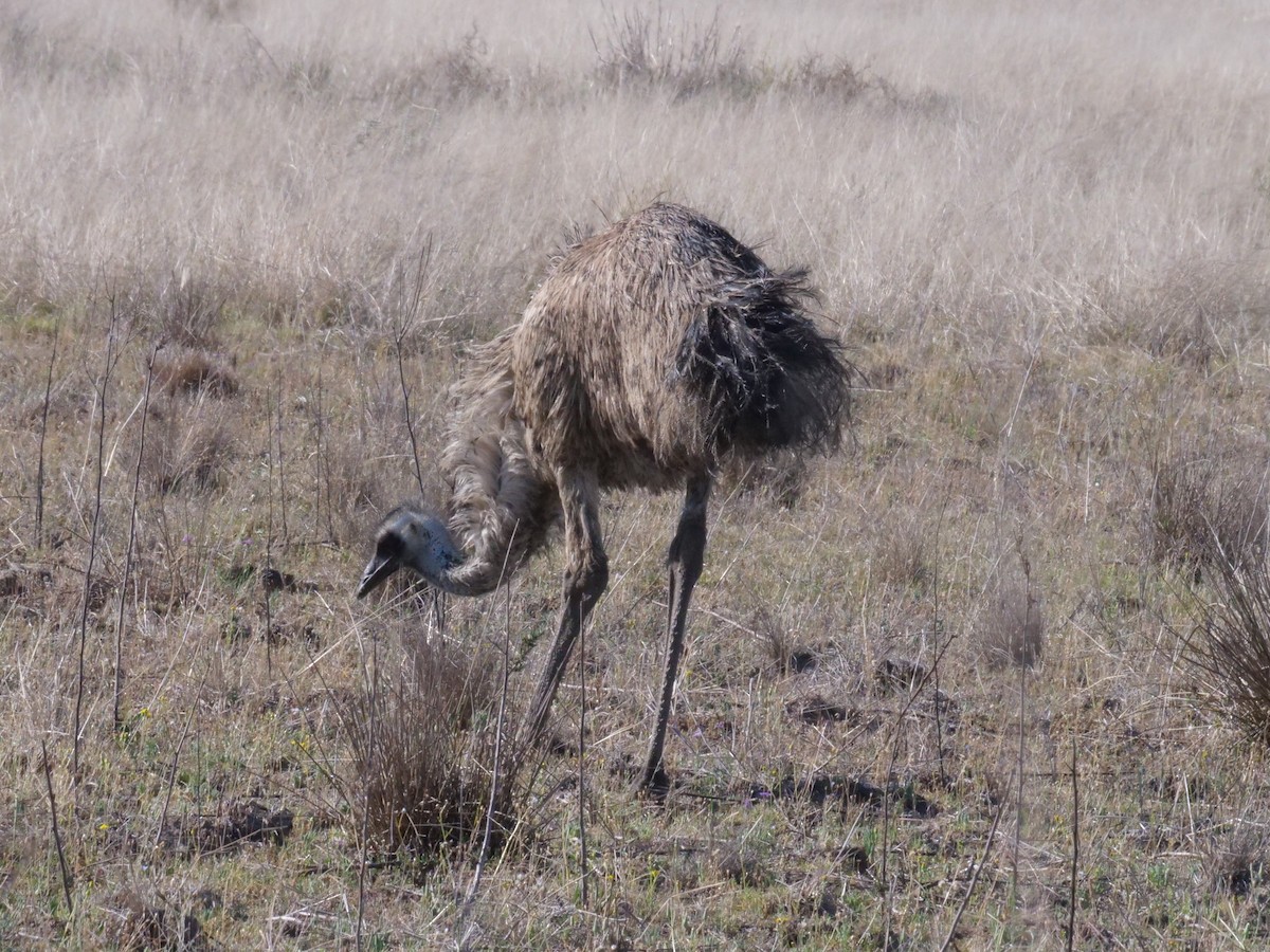 Emu - ML643223491