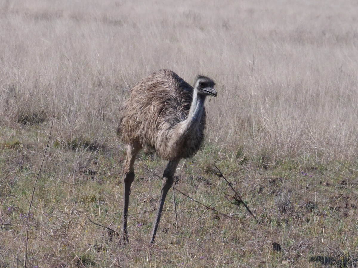 Emu - ML643223492