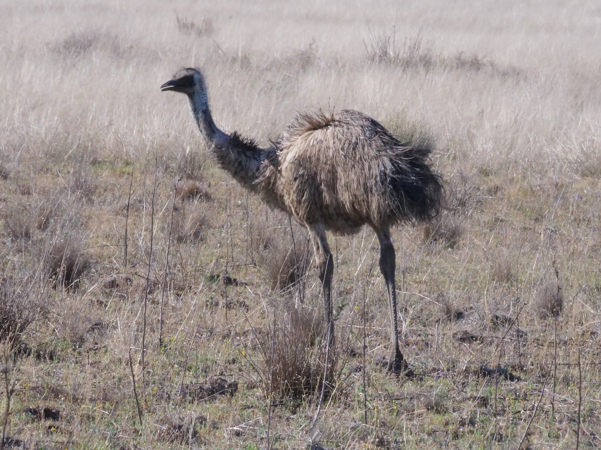 Emu - ML643223493