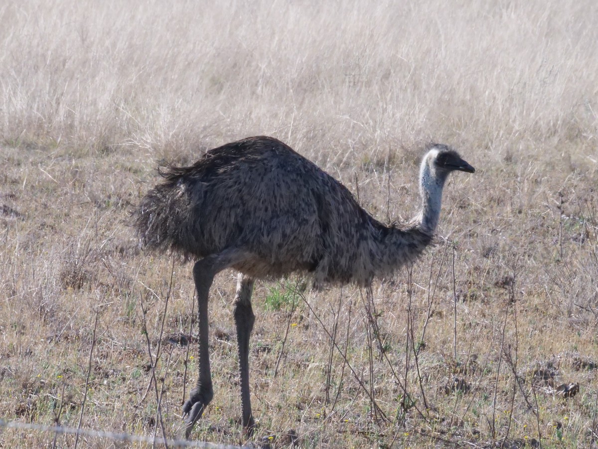 Emu - ML643223494
