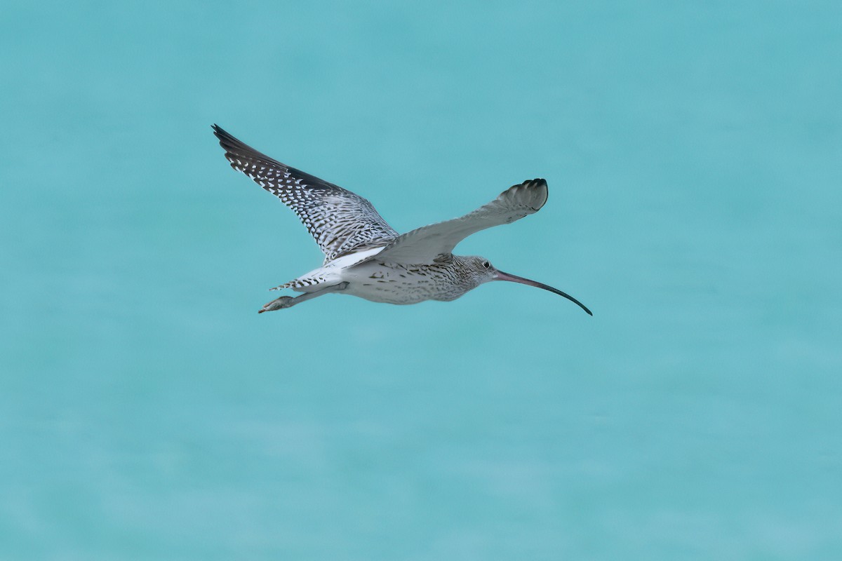 Eurasian Curlew - ML643223496