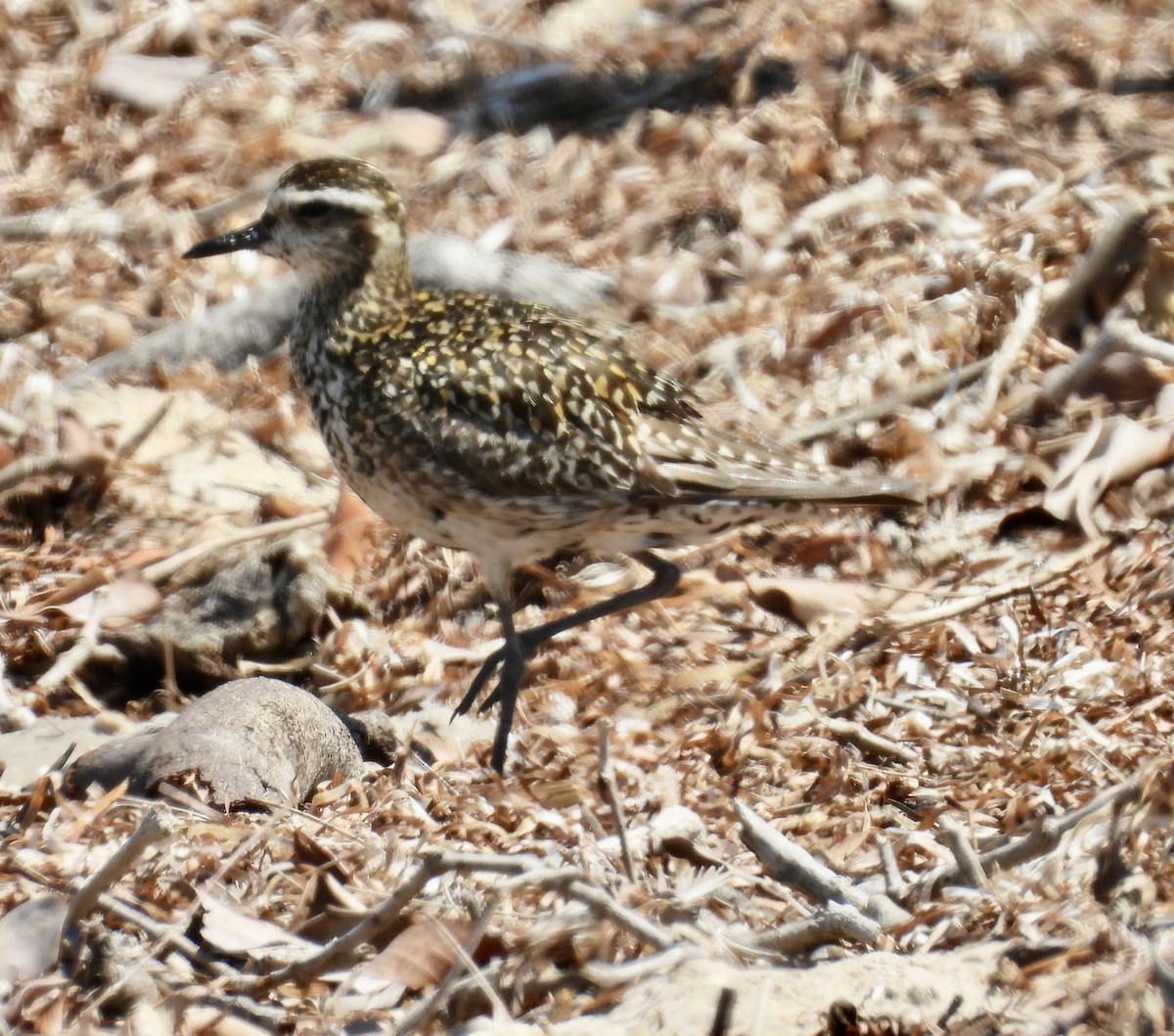 Pacific Golden-Plover - ML643223497