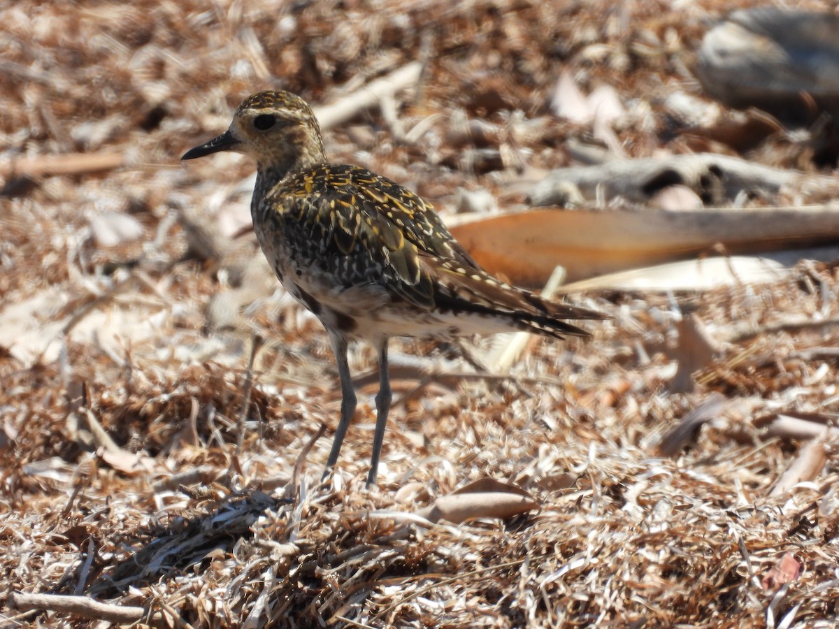 Pacific Golden-Plover - ML643223498