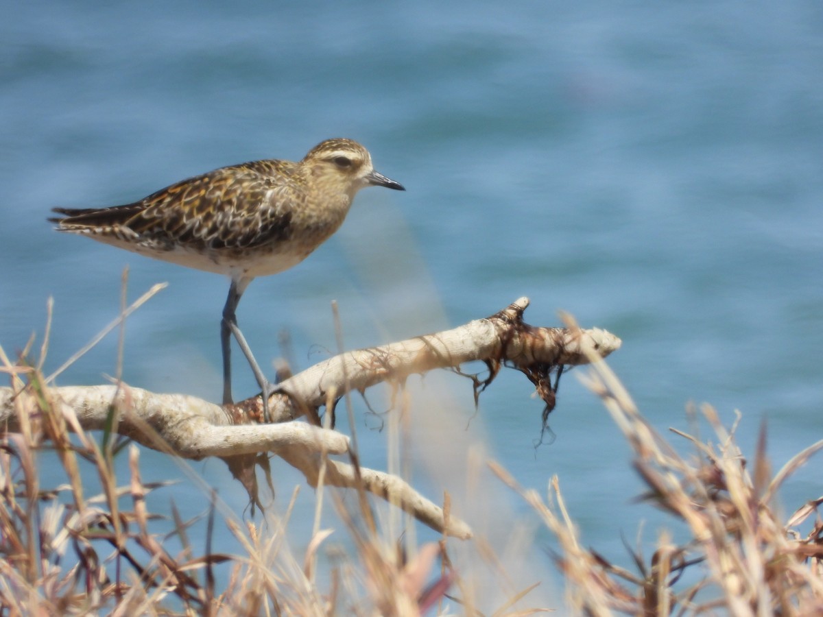 Pacific Golden-Plover - ML643223499