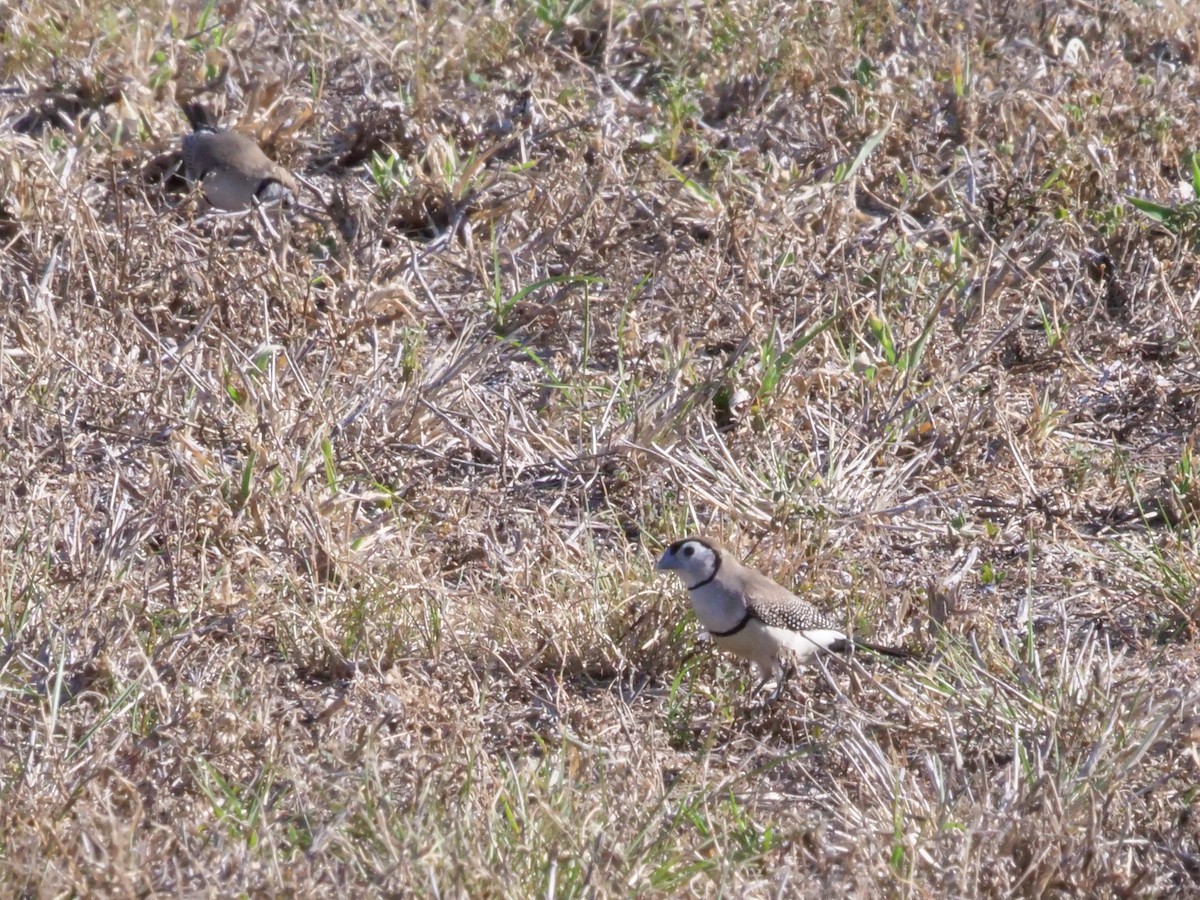 Double-barred Finch - ML643223500