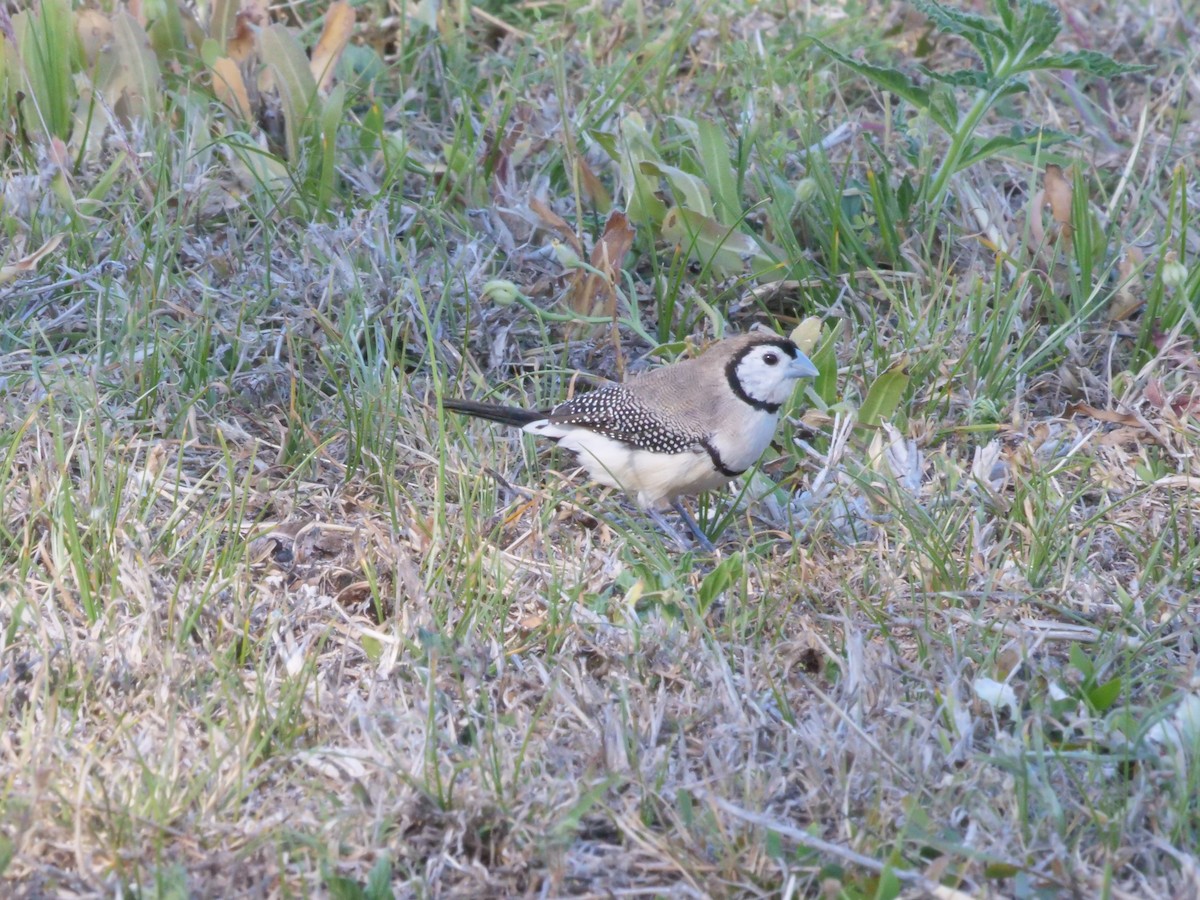Double-barred Finch - ML643223501