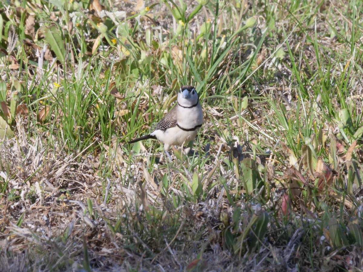 Double-barred Finch - ML643223502