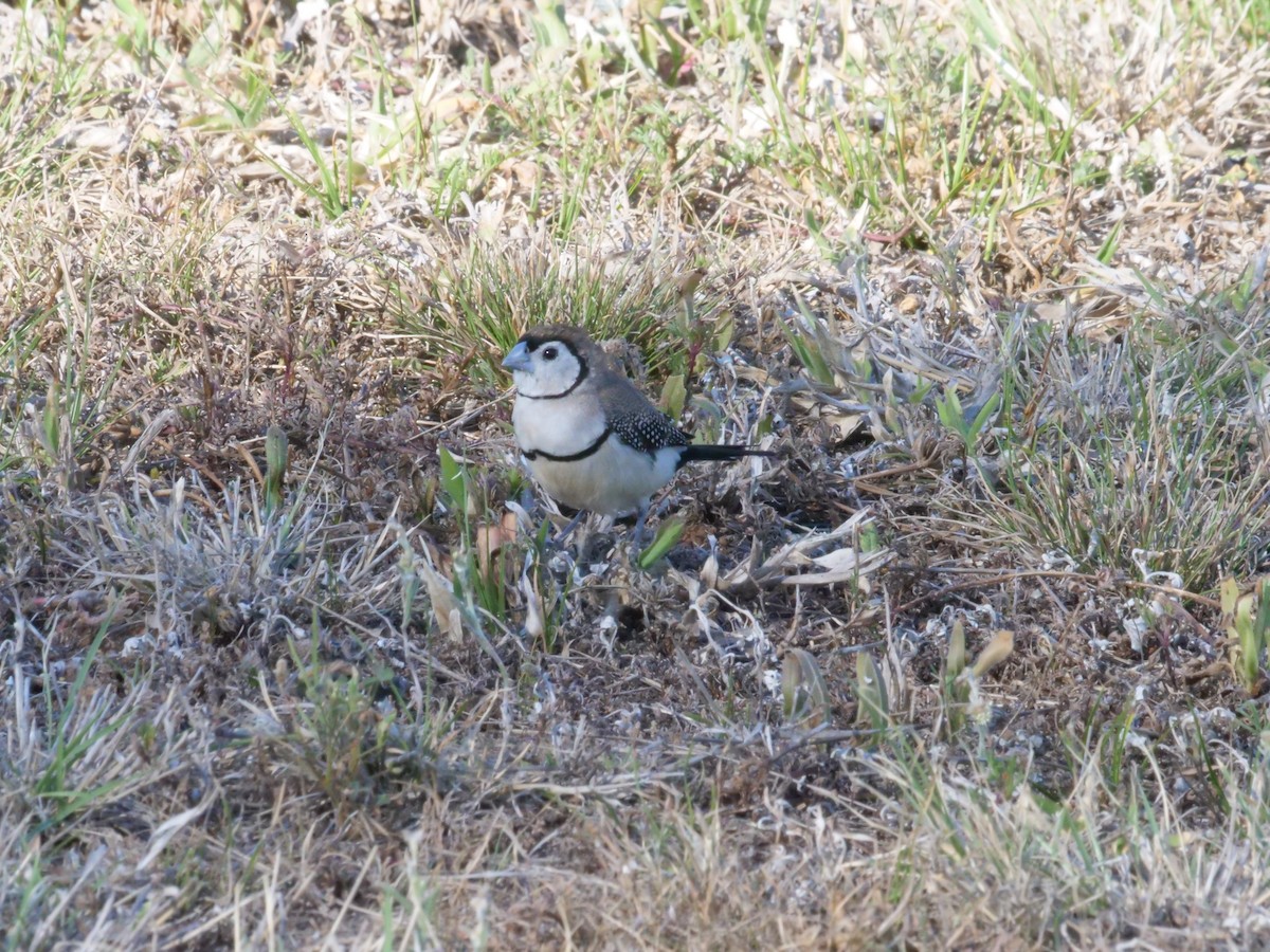 Double-barred Finch - ML643223503