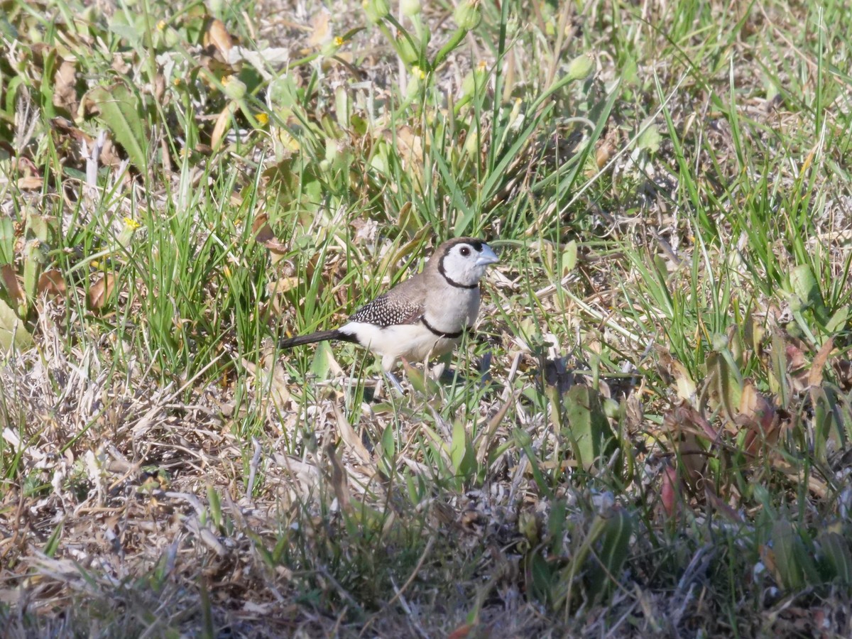Double-barred Finch - ML643223504
