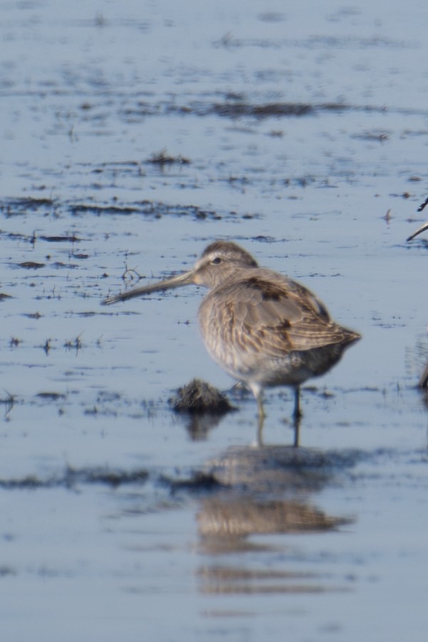Short-billed Dowitcher - ML643223505