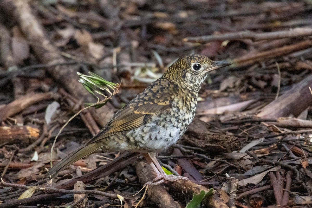 Bassian Thrush - ML643223506