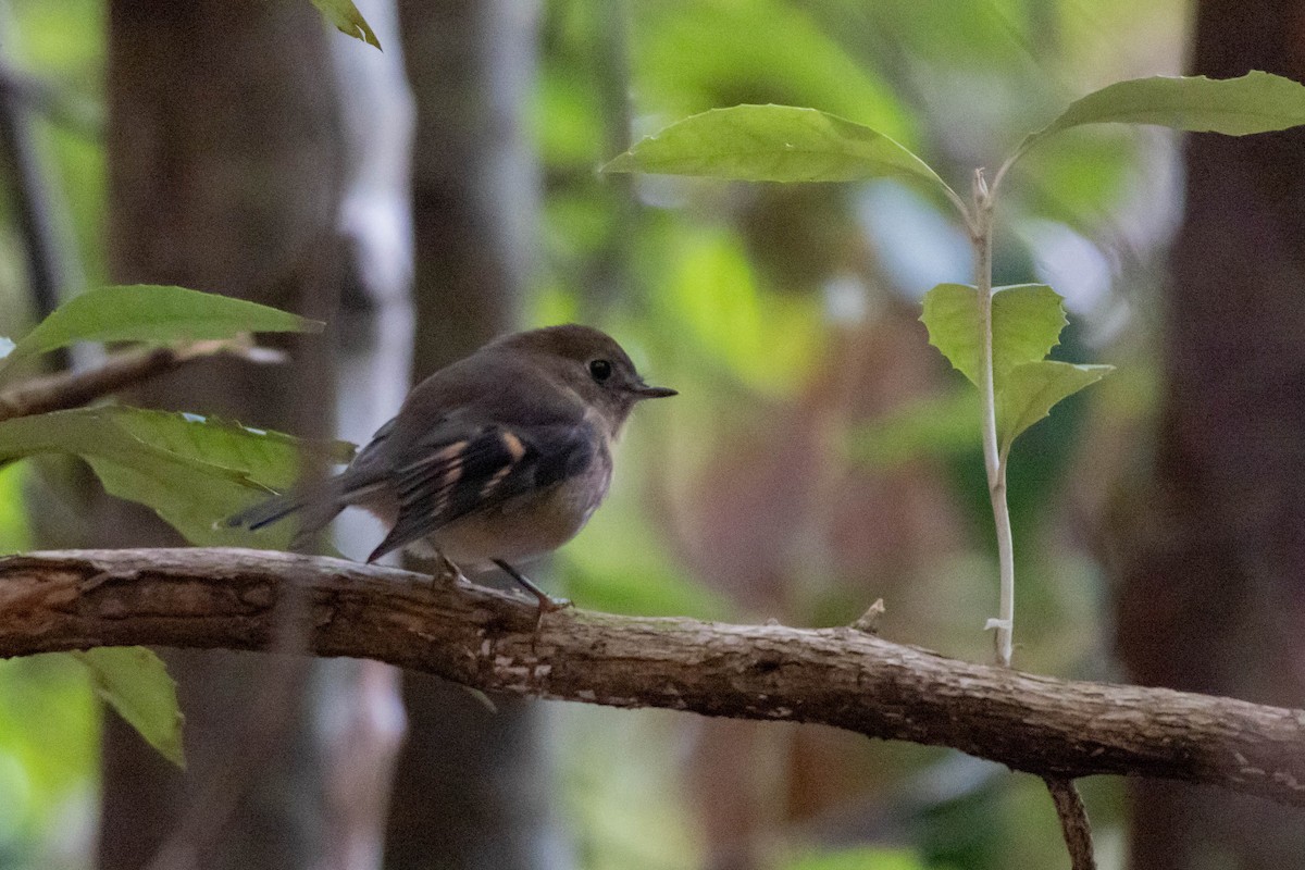 Pink Robin - ML643223507